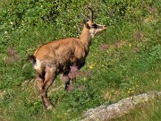 72 Camoscio al pascolo sulle pendici erbose dell'Azzaredo